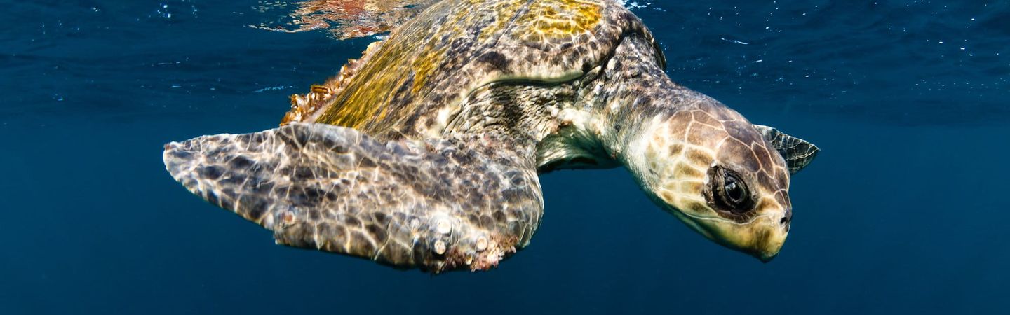 An Olive Ridley sea turtle swimming just below the ocean surface. Its refelction can be partically seen above it.