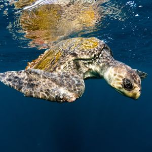 An Olive Ridley sea turtle swimming in just below the ocean surface
