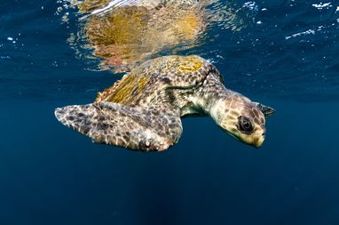 An Olive Ridley sea turtle swimming just below the ocean surface. Its refelction can be partically seen above it.
