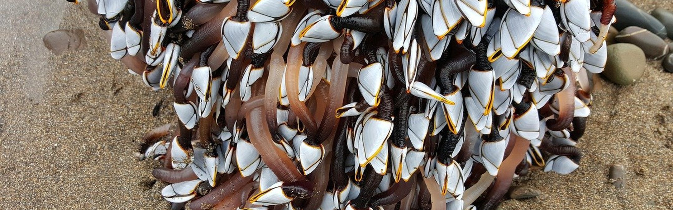 Goose barnacle