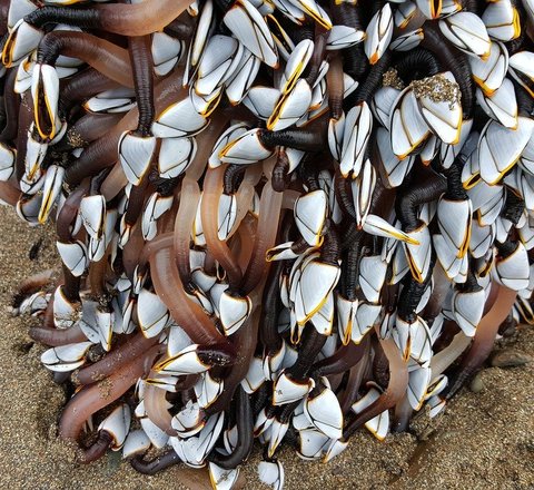 Goose barnacle