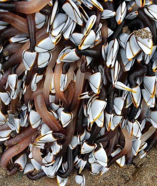 Goose barnacle