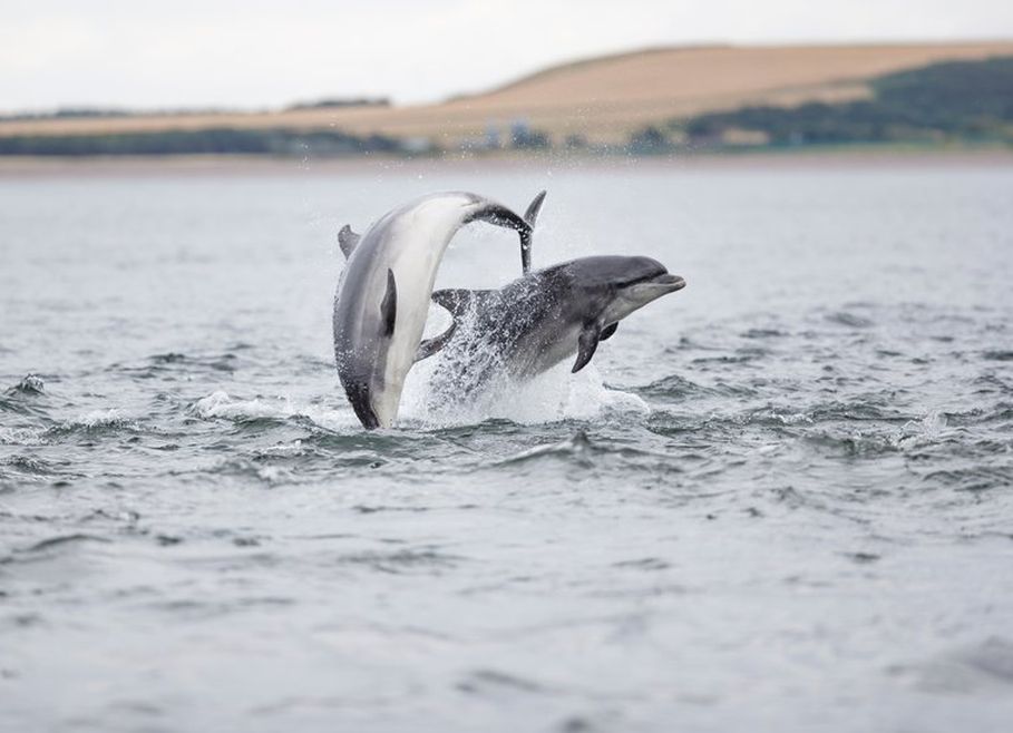 2 bottlenose dolphins jumping out of the water and playing with one another. One is jumping over the other. Land and a cliff can be seen behind them.