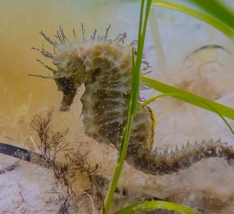 A close up of a yellowish brown seahorse. A blade of seagrass is in front of it
