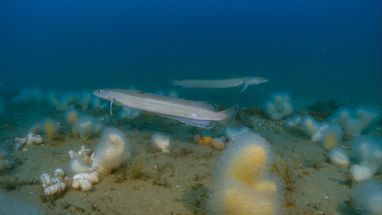 2 common ling, a pale, elongated, eel-like fish with a single prominent barbel under its chin, swimming in dim, bluish water above a sandy seabed.