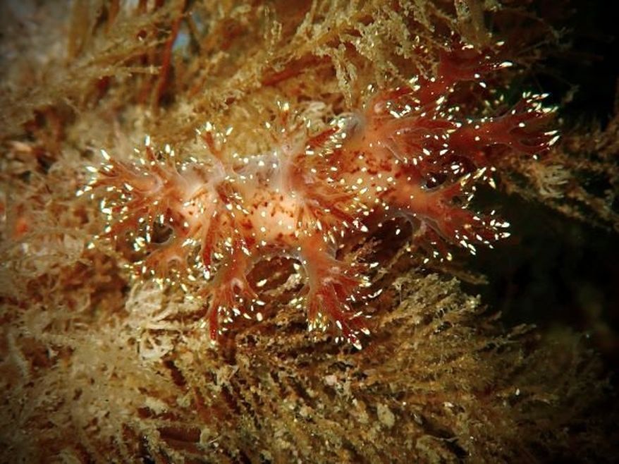 A close-up photograph of a dendronotus sea slug, resting on marine vegetation. It has a translucent, reddish-brown body with numerous branched, bushy projections called cerata running along its back.