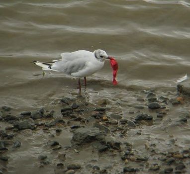 A black headed gull is sanding on some rocks. Dangling from it's mouth is a red, deflated balloon.