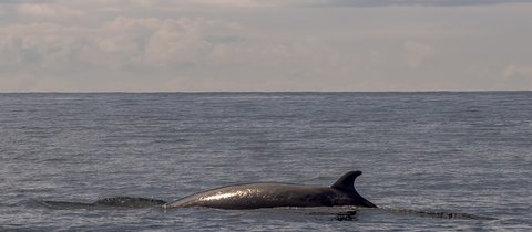 Highly elusive and shy, images are limited, with this one showing just its small, slightly curved dorsal fin and back above the waves.
