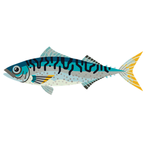 Chub mackerel