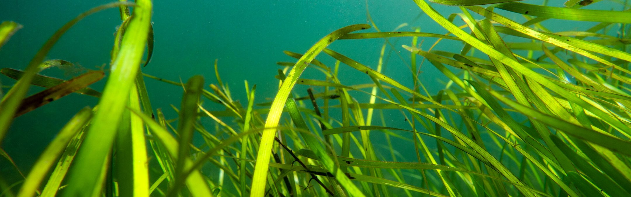 A seagrass meadow is photographed from the seabed, looking up to the blue water