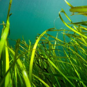 A seagrass meadow is photographed from the seabed, looking up to the blue water