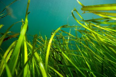 A seagrass meadow is photographed from the seabed, looking up to the blue water