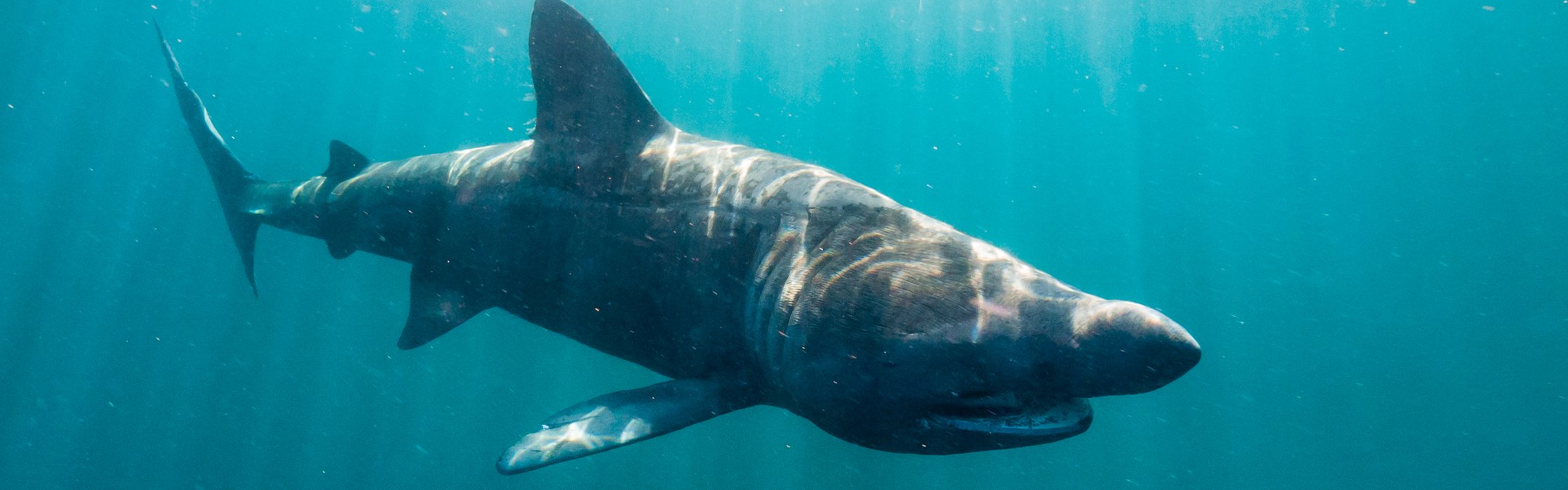 Basking shark
