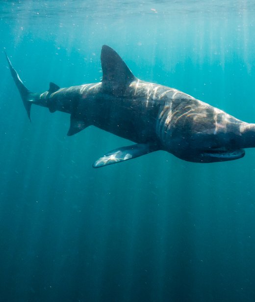 Basking shark