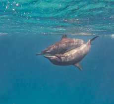 Two common dolphins appear to mate just under the surface of the waves, one is curved underneath the other one and their bodies are pressed tight. It is not easy to see their distinctive pale/dark grey two-tone colouring clearly from this angle.