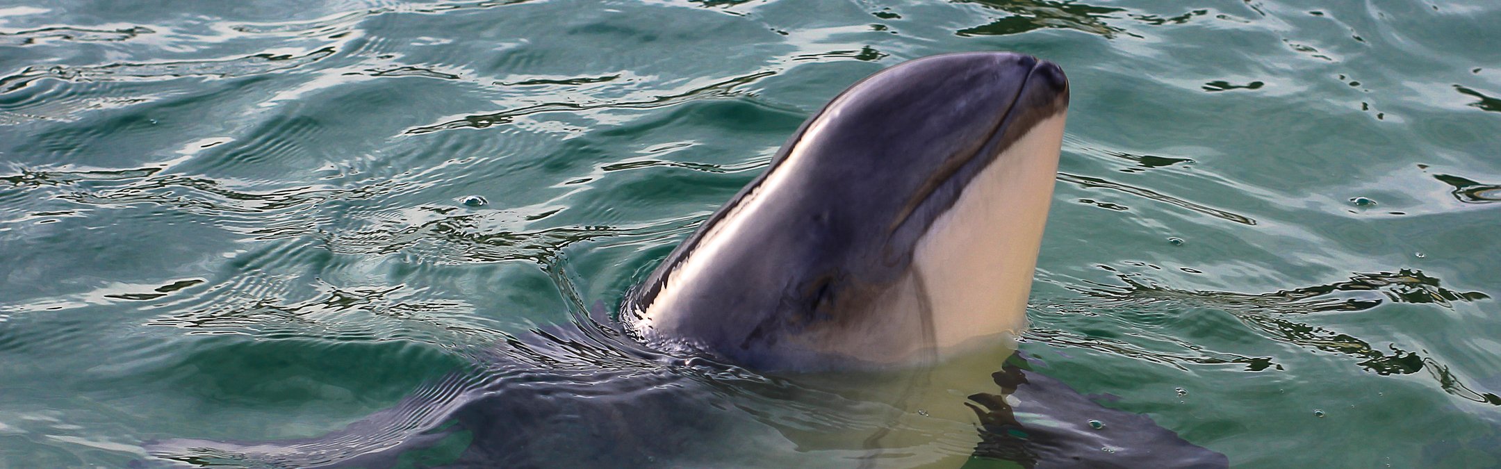 Harbour porpoise