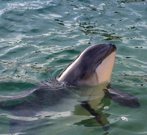 A harbour porpoise breaches out of the water showing its head. Its flippers are below the water but can see seen in the clear water and its two-tone markings of dark grey on top and cream to the sides and underbelly can be seen.