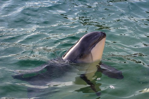 A harbour porpoise breaches out of the water showing its head. Its flippers are below the water but can see seen in the clear water and its two-tone markings of dark grey on top and cream to the sides and underbelly can be seen.