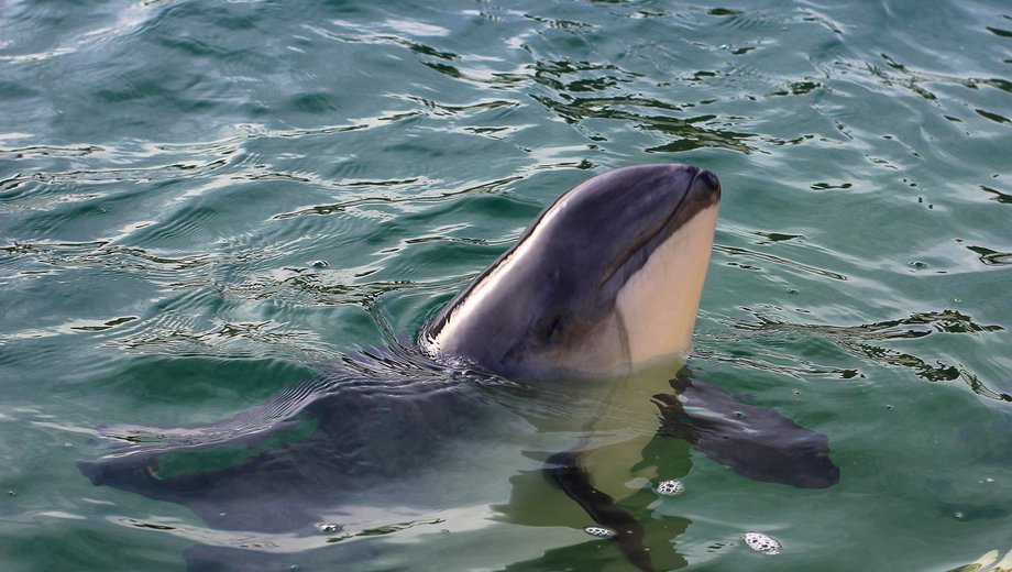 Harbour porpoise