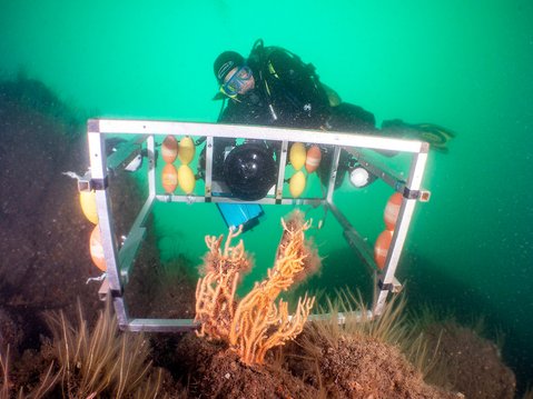 A diver holding some camera rigging about to take a picture of a coral called pink sea fan. The pink sea fan is in the foreground.