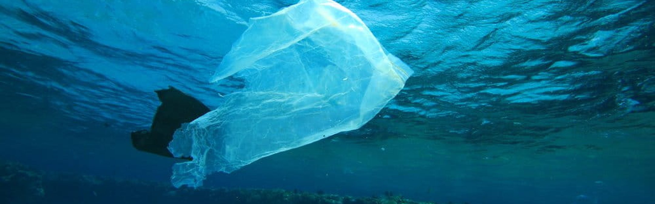 An underwater photo of 3 plastic bags floating in the ocean.