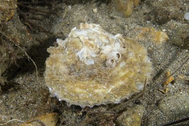 A beige coloured native oyster is photographed on the seabed floor, surrounded by sand and pebbles.