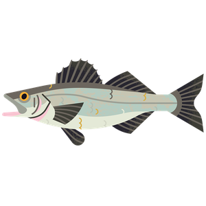 Seabass