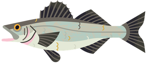 European sea bass