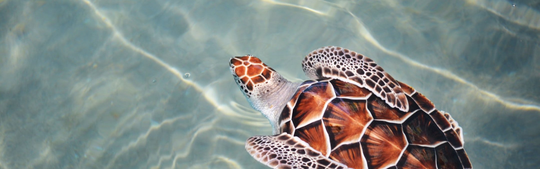A loggerhead turtle swimming away from the camera