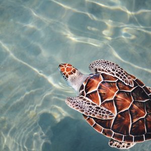 A loggerhead turtle swimming away from the camera