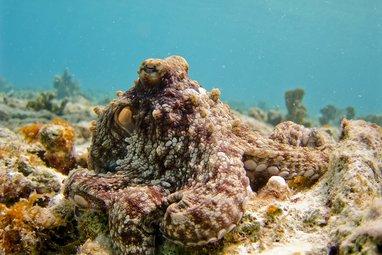 A brown octopus on the sea floor. Behind it is an azure sea
