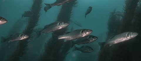 European sea bass