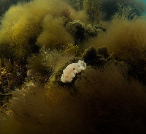 Sea lemon