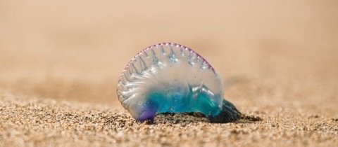 Portuguese man o' war