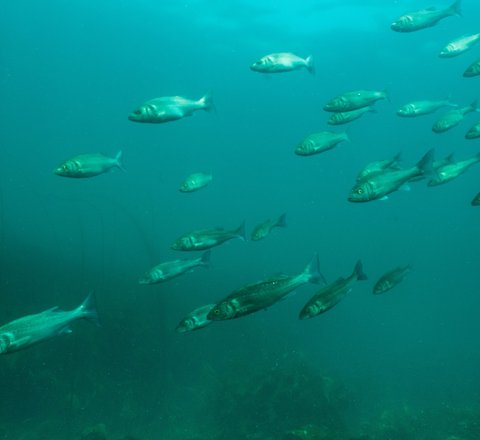 European sea bass