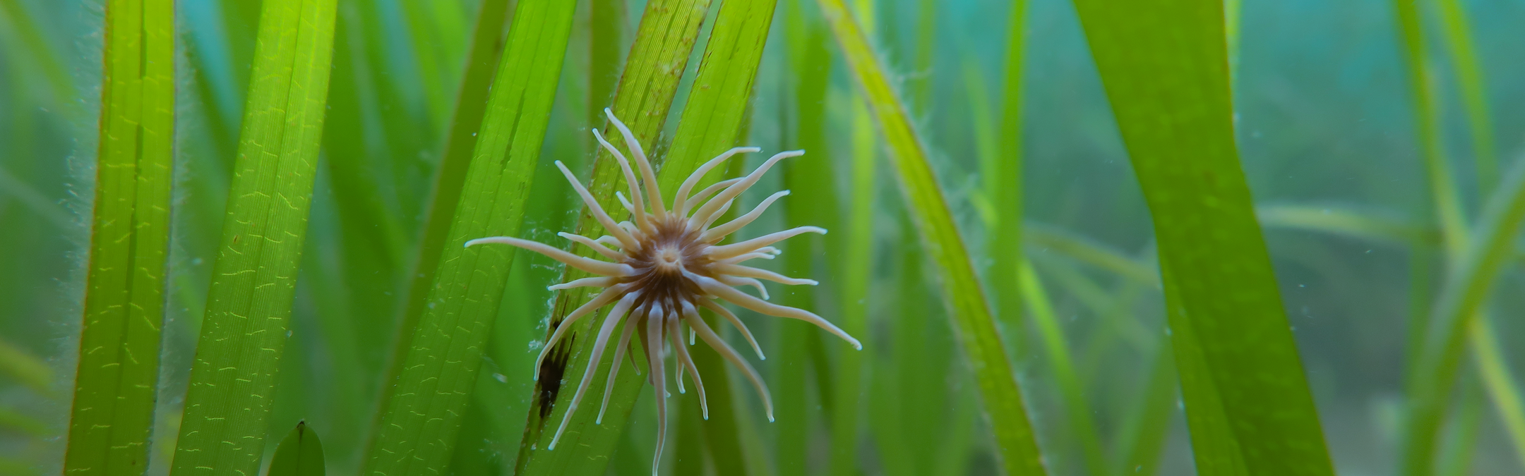 A star-shaped snakelocks anemone can be seen in seagrass. It is quite alien-like, with a dark centre and over a dozen tendrils swaying.