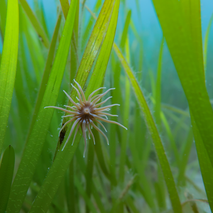 A star-shaped snakelocks anemone can be seen in seagrass. It is quite alien-like, with a dark centre and over a dozen tendrils swaying.