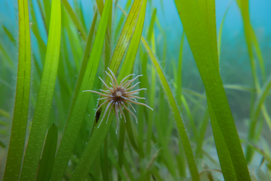 A star-shaped snakelocks anemone can be seen in seagrass. It is quite alien-like, with a dark centre and over a dozen tendrils swaying.