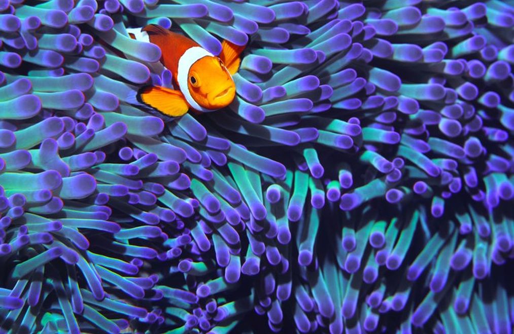An orange fish with black and white stripes along its body is staring out of a purple sea anemone. The sea anemone makes up a large part of the camera shot.