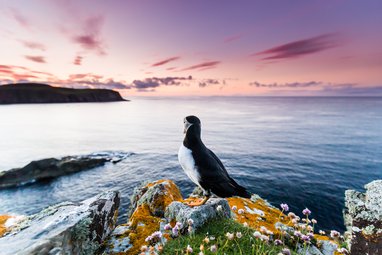 An Atlantic puffin perches a top a cliff on Fair Isle looking out at sea. There are rocky land masses in the distance and the sky is a spectacular pink and purple. The rock the puffin is perched on is surrounded by lichen, grass and wildflowers.