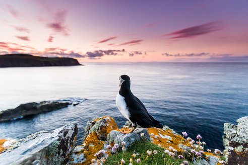 An Atlantic puffin perches a top a cliff on Fair Isle looking out at sea. There are rocky land masses in the distance and the sky is a spectacular pink and purple. The rock the puffin is perched on is surrounded by lichen, grass and wildflowers.