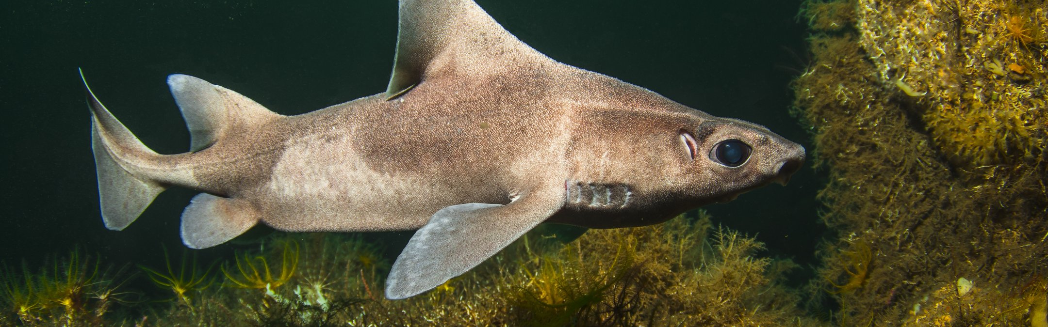 Angular roughshark