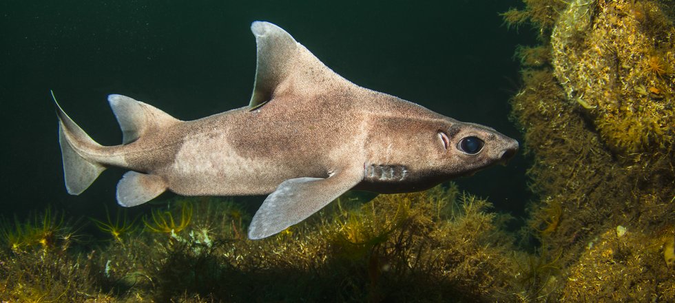An unusual looking shark is seen swimming side on, it has a very large black eye and has a triangular front profile with its dorsal fin short and wide. Its skin is creamy brown and looks a little like sand is colour and texture.