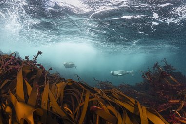 Grey Seals swim just above roiling waves in Loch Eriboll Scotland. The seals are in the distance, while the foreground shows a lush, swaying kelp forest.