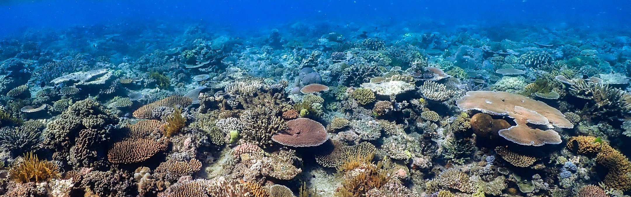 A colourful reef, the ocean surface is available at the top.