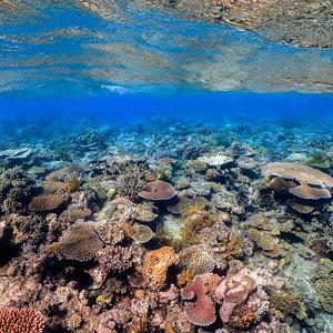 A colourful reef, the ocean surface is available at the top.