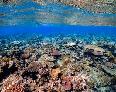A colourful reef, the ocean surface is available at the top.