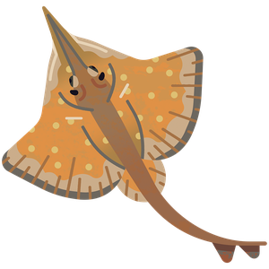 Longnosed skate