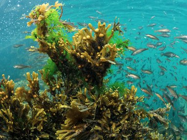 An underwater photograph of a dense cluster of healthy kelp with numerous small fish swimming in the clear blue water around it