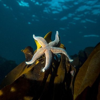 A lone starfish laying on some kelp at the seabed. Above it is a dark blue ocean,
